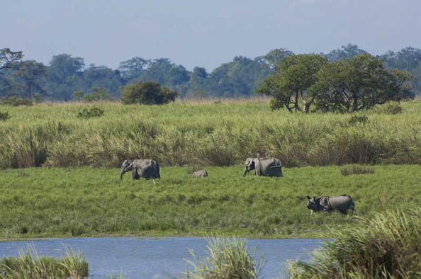 Kaziranga National Park